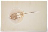 Rare, Fossil Stingray (Heliobatis) - Wyoming #360649-1